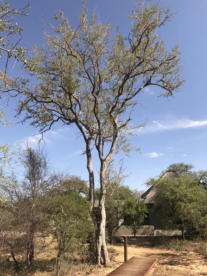 Leadwood Lodge Hoedspruit Buitenkant foto