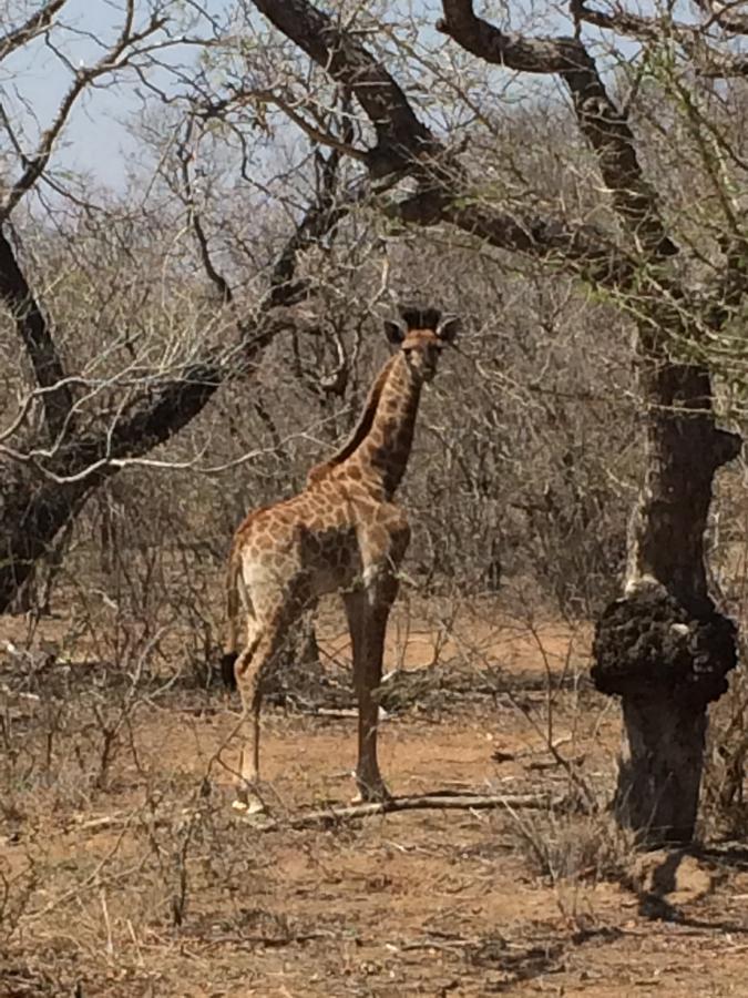 Leadwood Lodge Hoedspruit Buitenkant foto
